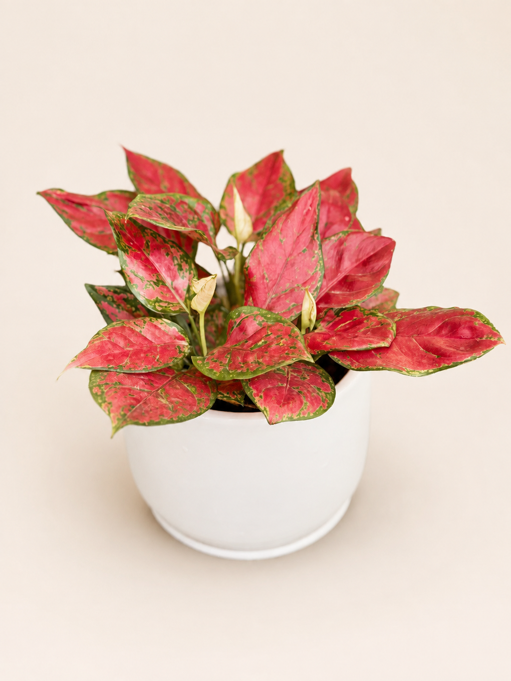 Aglaonema plant with bright red variegated leaves in a white ceramic pot, wider view