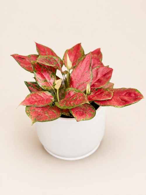 Aglaonema plant with bright red variegated leaves in a white ceramic pot, wider view
