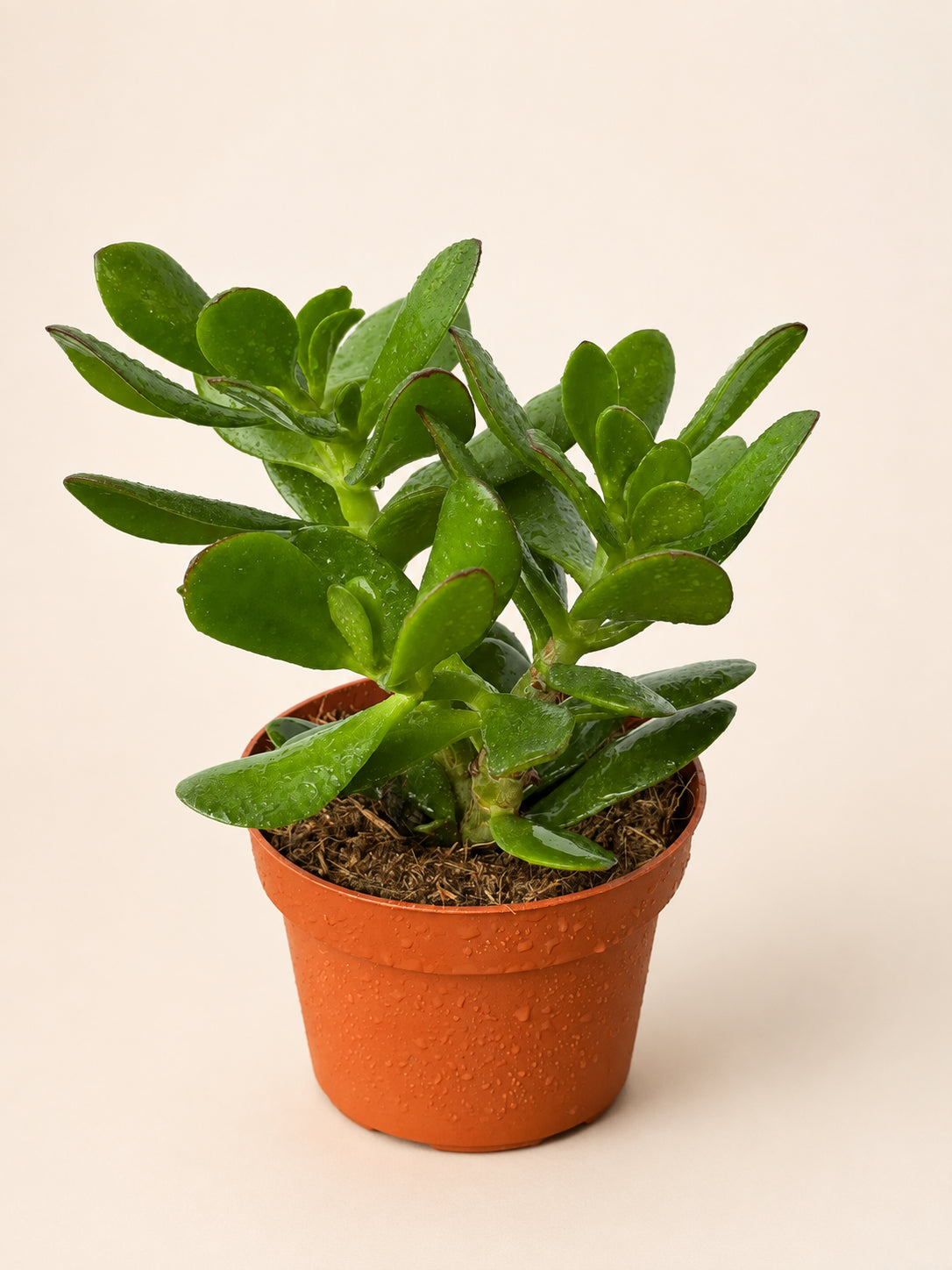 Succulent with thick jade-green leaves in an orange terracotta pot