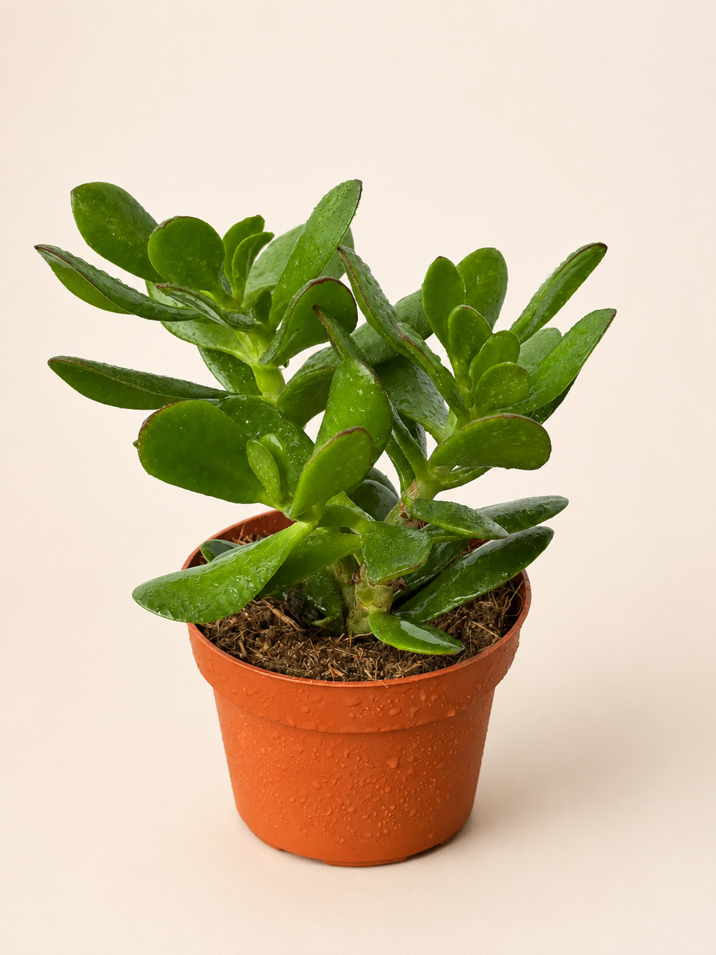 Succulent with thick jade-green leaves in an orange terracotta pot