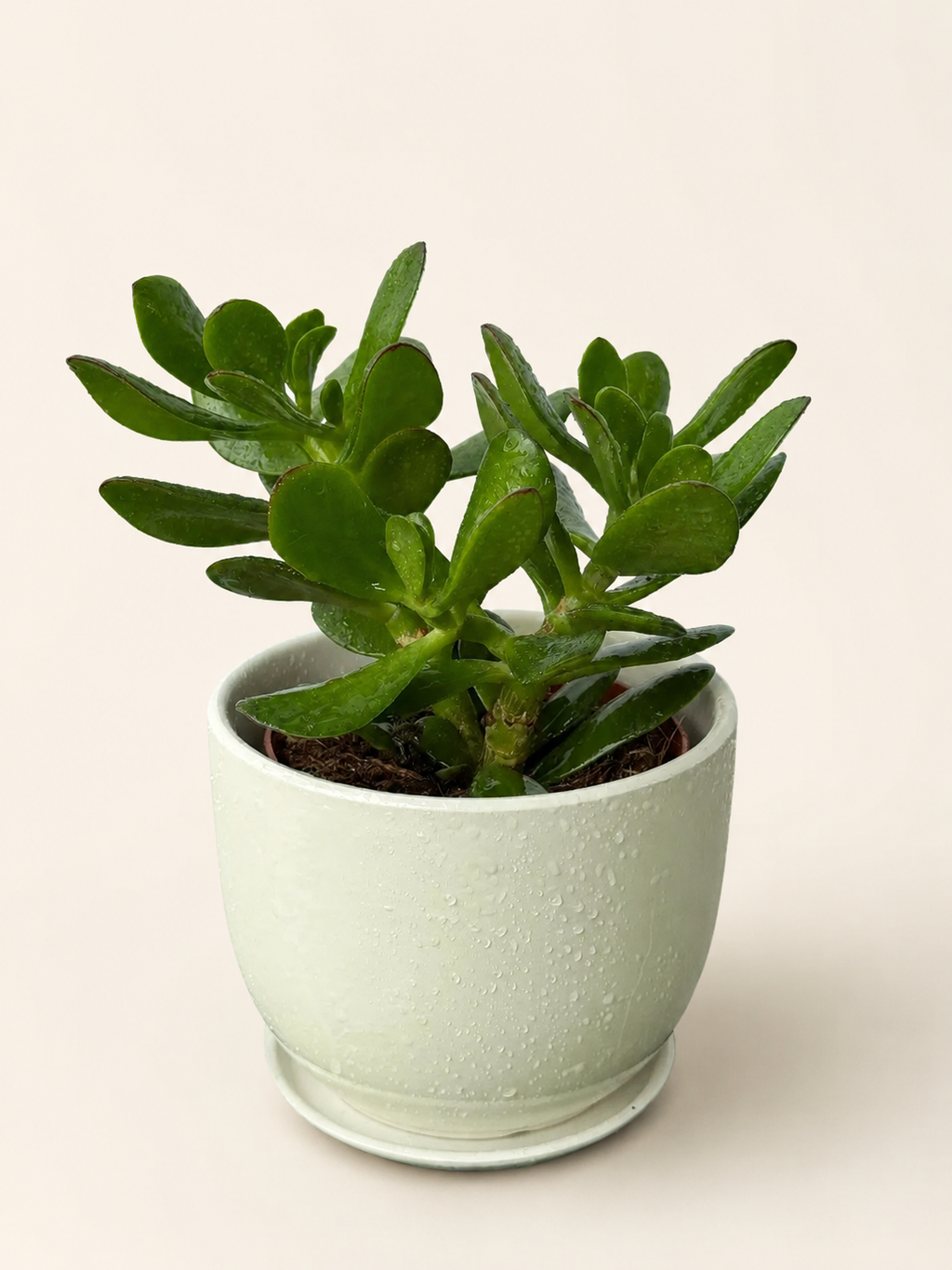 Potted succulent with thick jade-green leaves in a pale mint pot