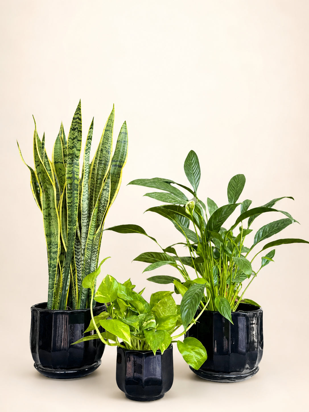 Three potted green plants in matte black pots