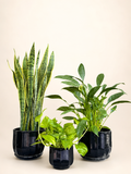 Three potted green plants in matte black pots