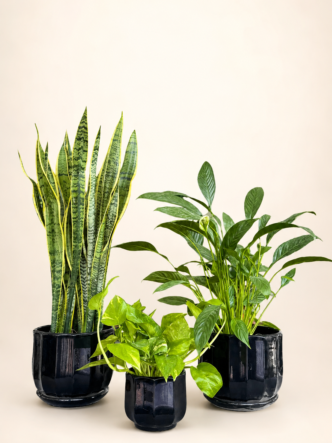 Three potted green plants in matte black pots