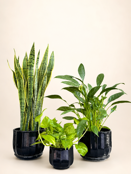 Three potted green plants in matte black pots