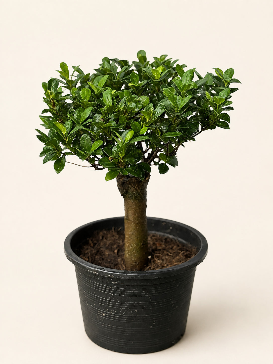 Straight trunk bonsai tree in black ribbed plastic pot with dense green leaves