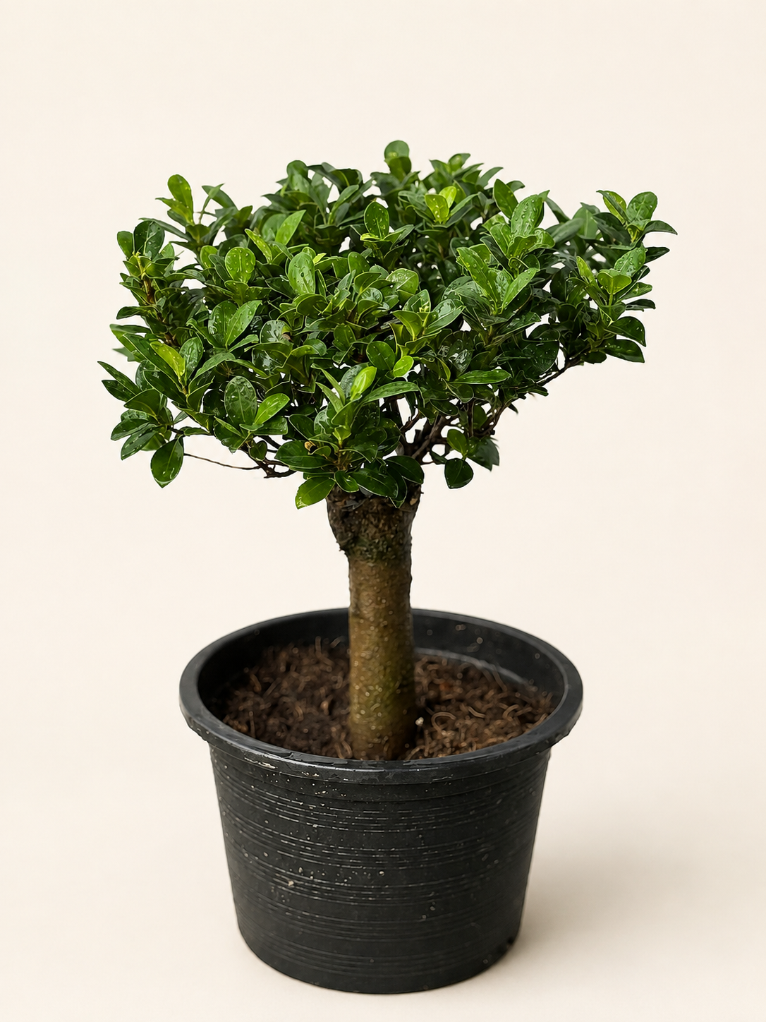 Straight trunk bonsai tree in black ribbed plastic pot with dense green leaves