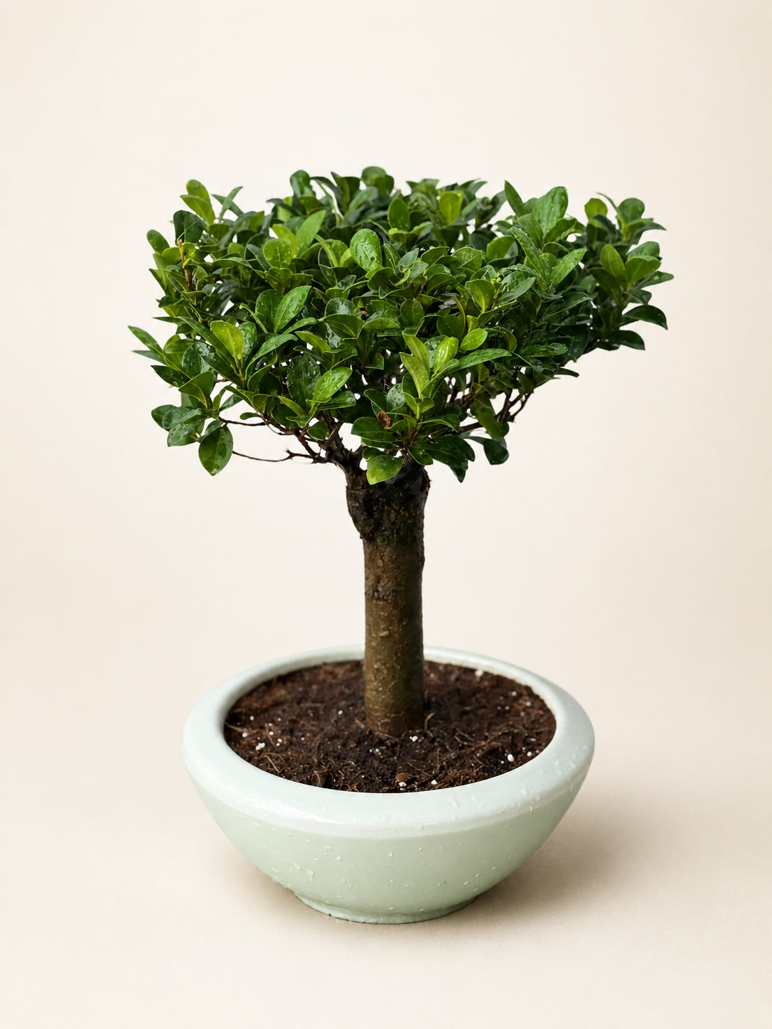 Straight trunk bonsai tree in light mint ceramic pot with dense green leaves