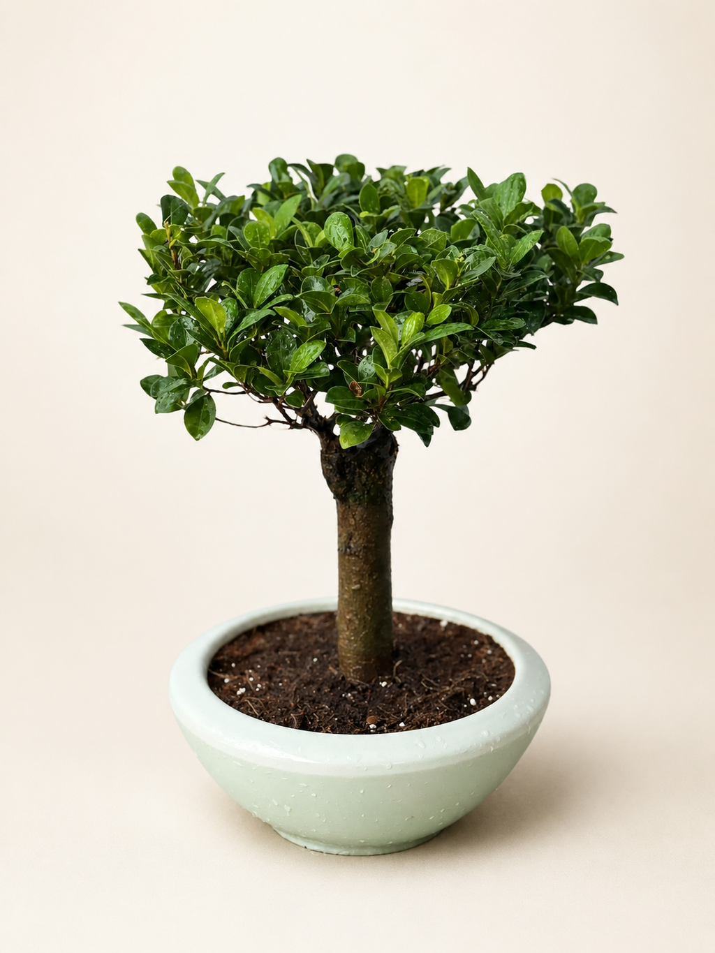 Straight trunk bonsai tree in light mint ceramic pot with dense green leaves