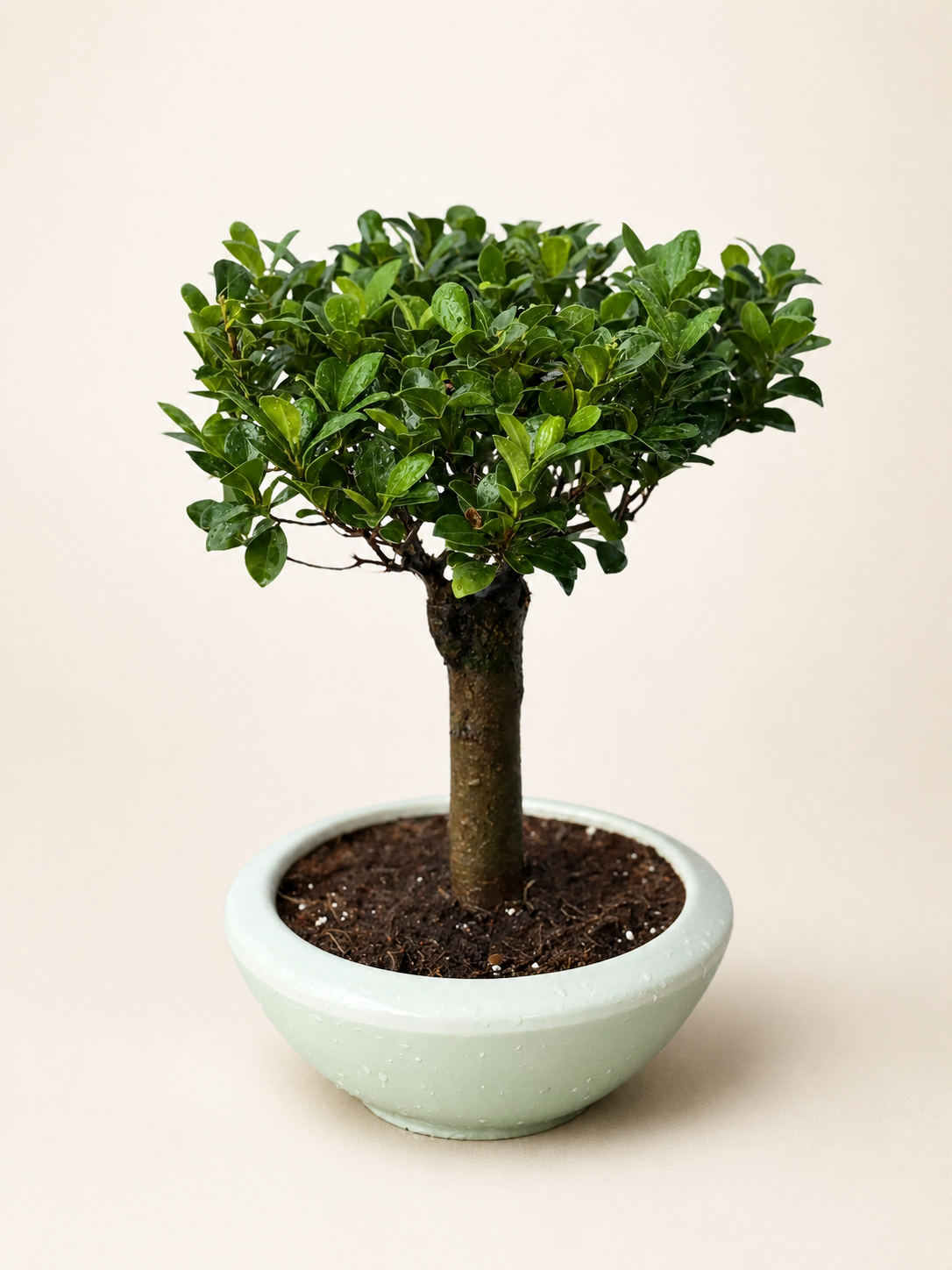 Straight trunk bonsai tree in light mint ceramic pot with dense green leaves