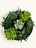Green rosette succulent bundle in a white pot.