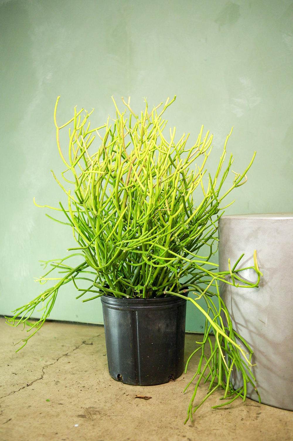 Pencil cactus in black nursery pot with long spiky green stems