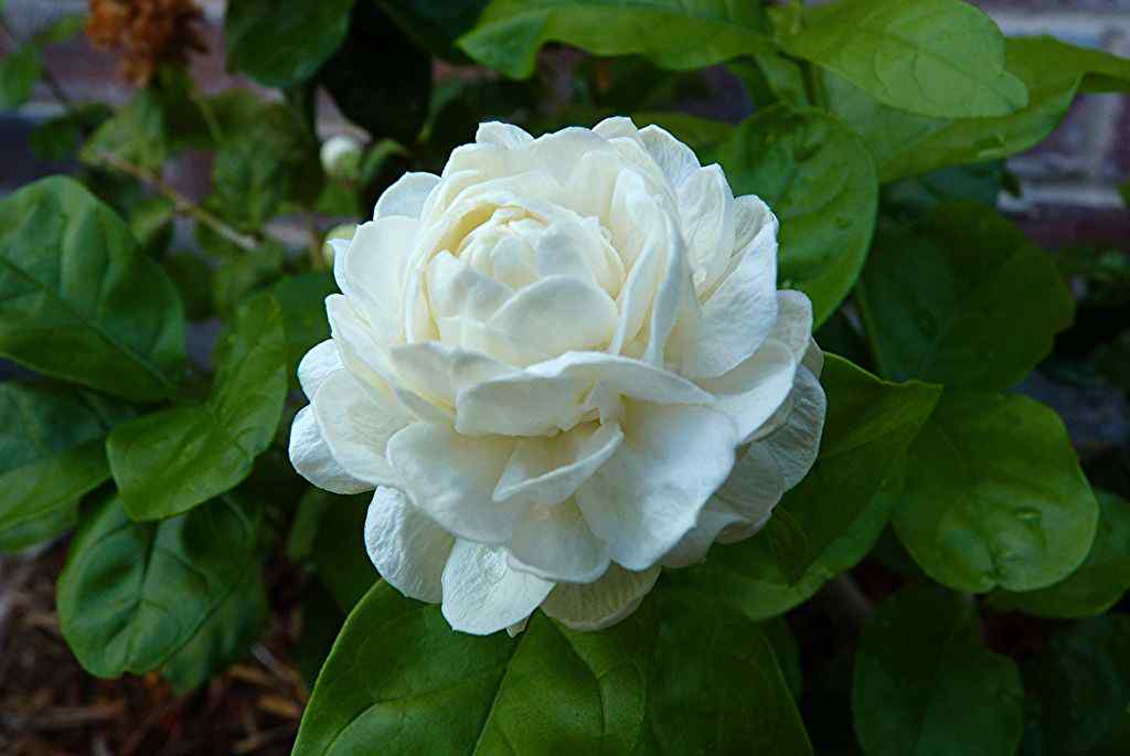 White double rose blossom with green leaves