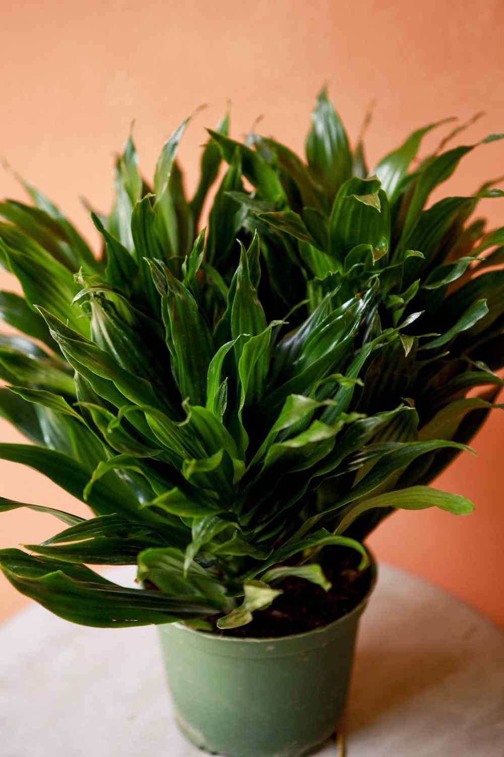 Close-up compact dracaena in light green pot, dense bright green leaf stems