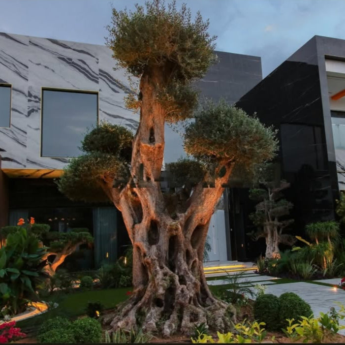 Decorative tree with unique trunk design in front yard.