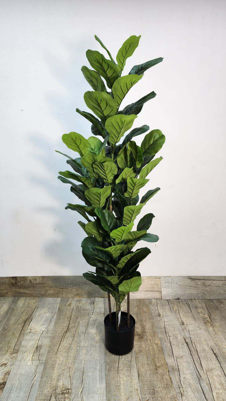 Lifelike fiddle leaf fig tree in black nursery pot with glossy green leaves
