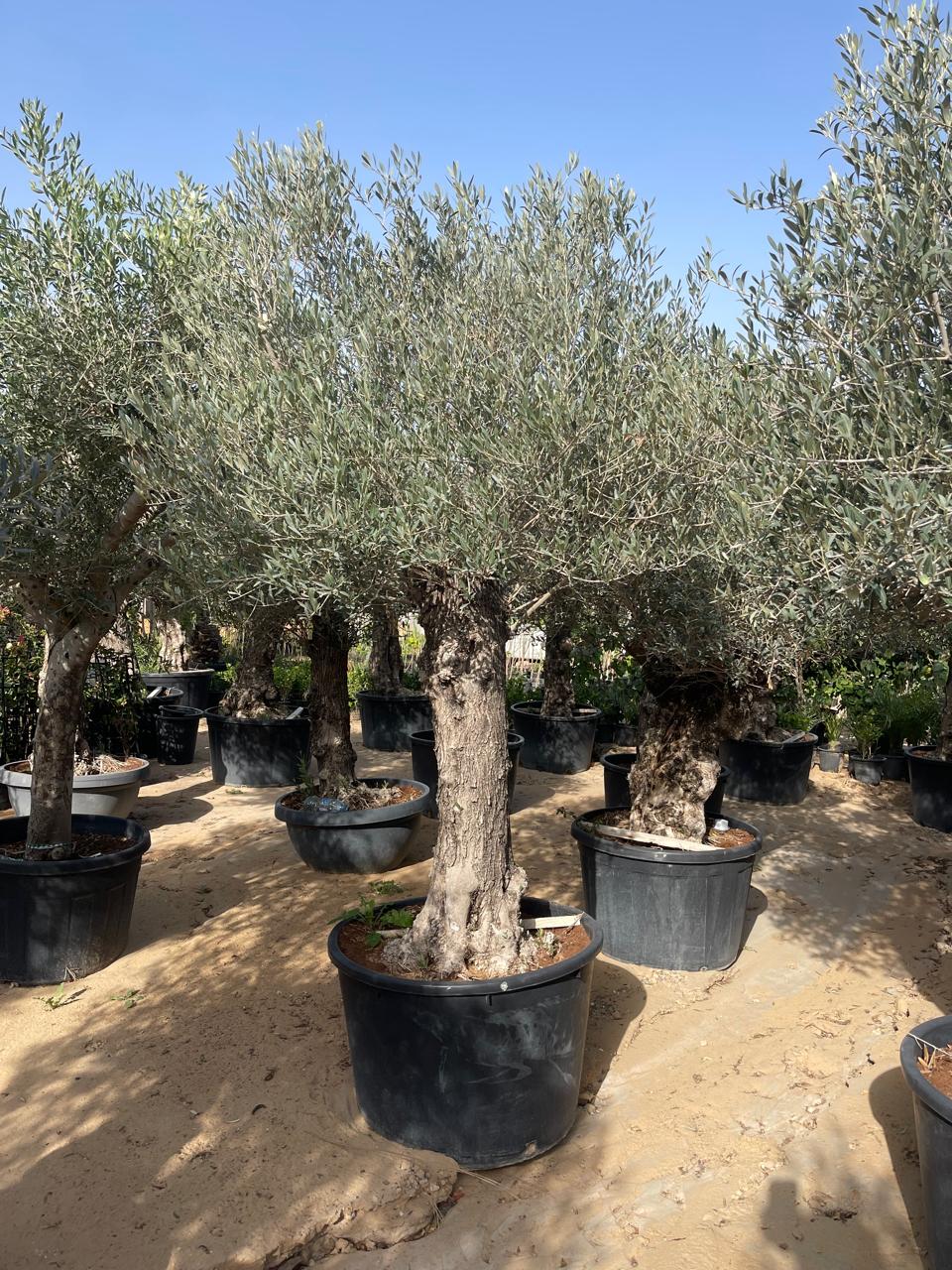 Potted olive trees in large nursery pots, upright trunks with silvery leaves