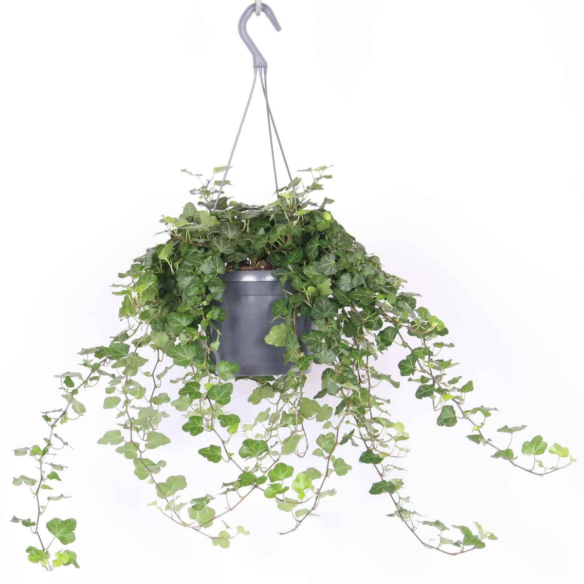 Hanging English ivy plant in dark gray pot with trailing green leaves