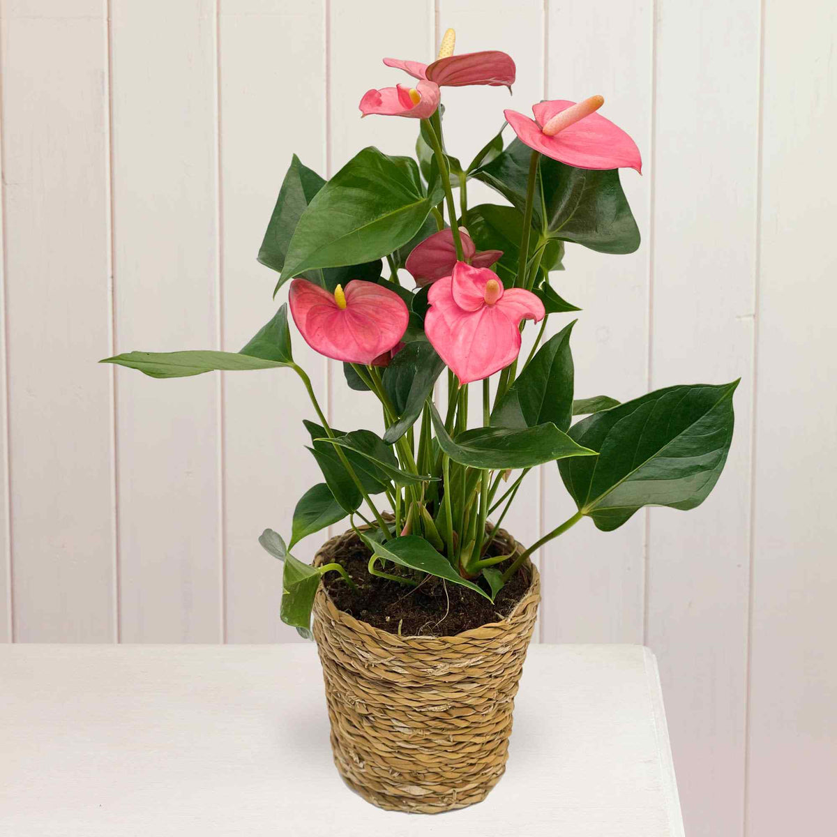 Flamingo red flowering plant in a woven basket pot