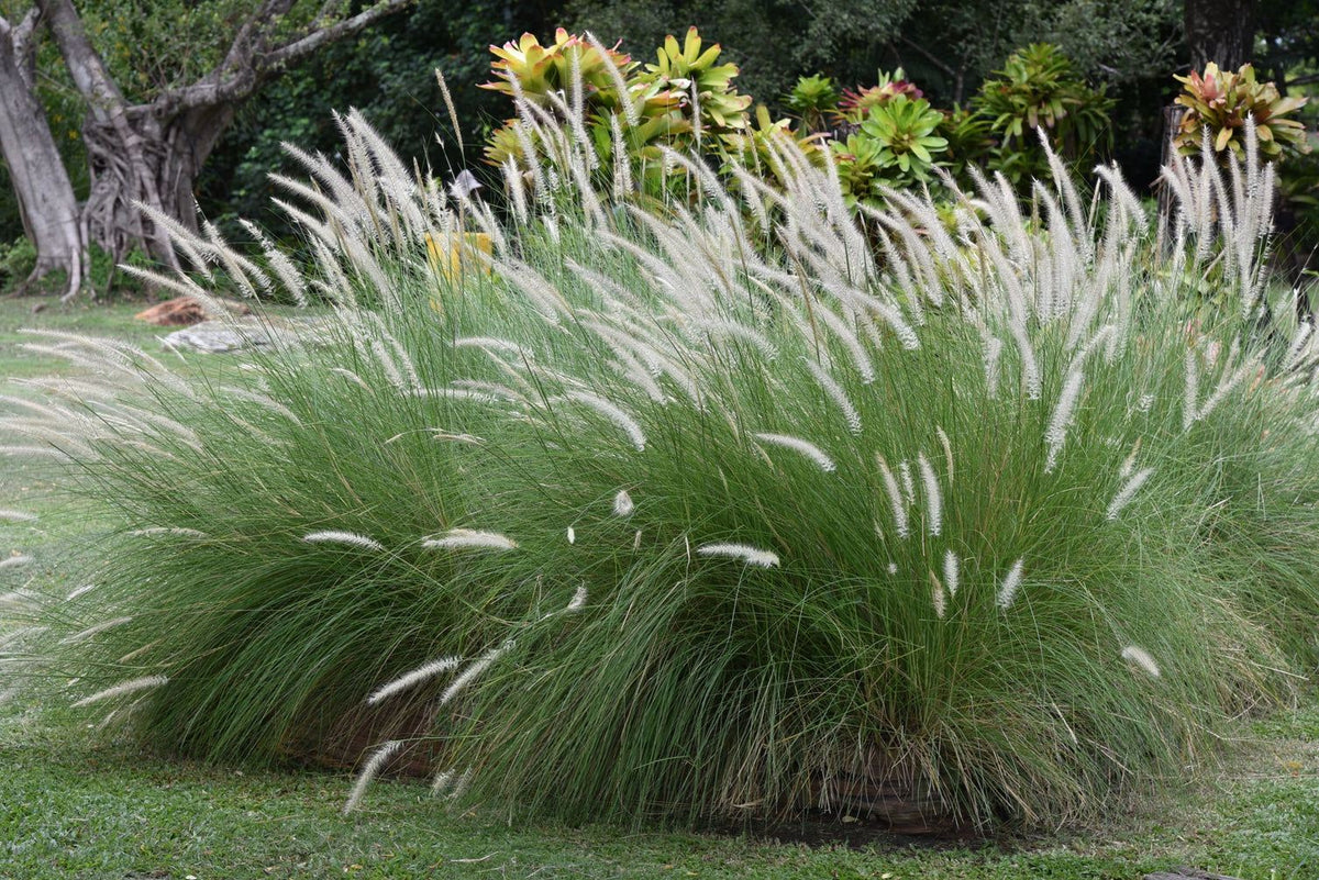 Fountain grass plant in a clump with white plume heads and green foliage