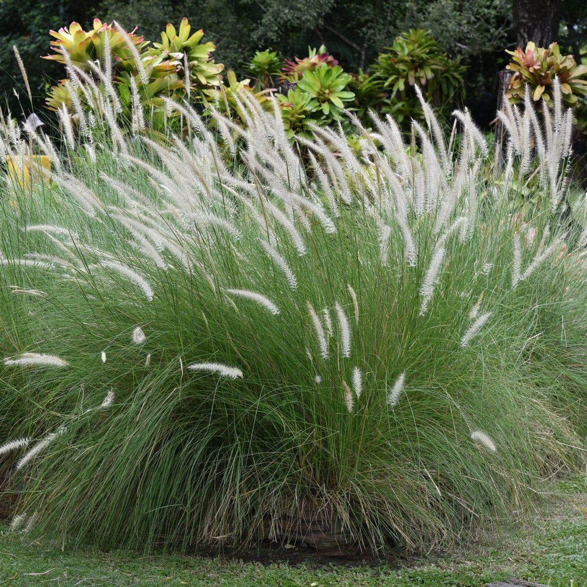 Fountain grass plant with green blades and silvery white feathery plumes