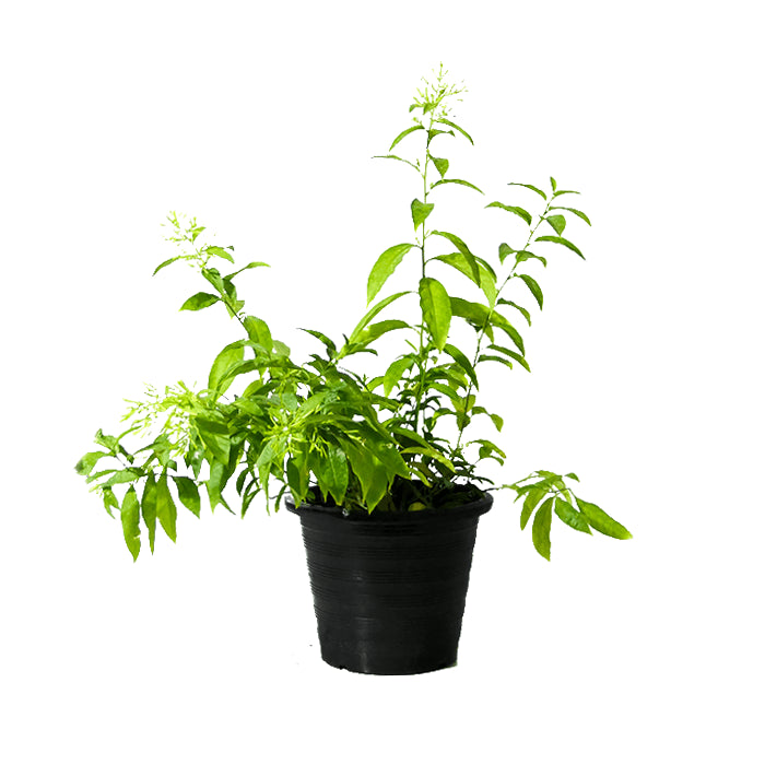 Potted Night Queen plant in black nursery pot with bright green leaves