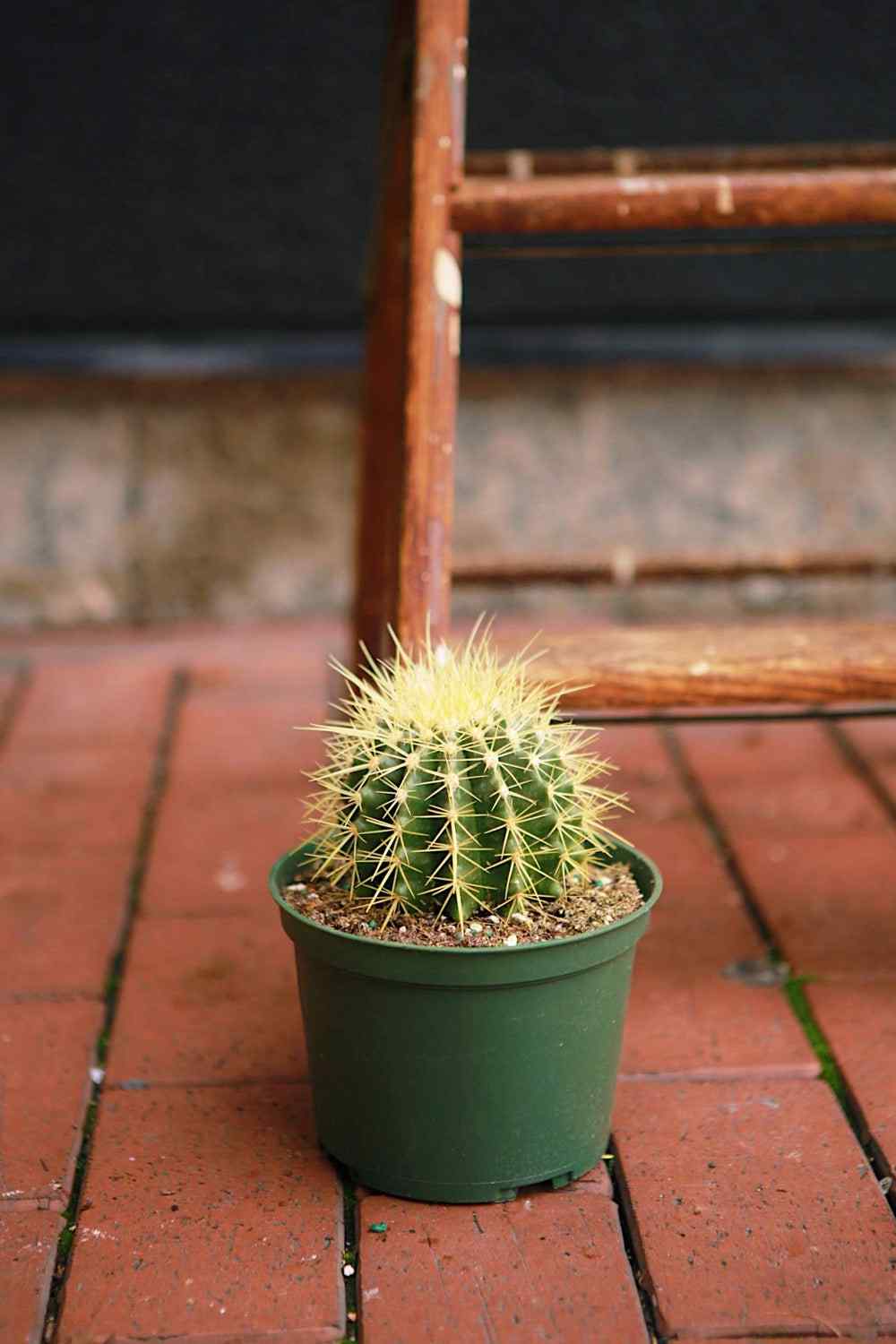 Green barrel cactus in dark green nursery pot, spiky yellow-green top