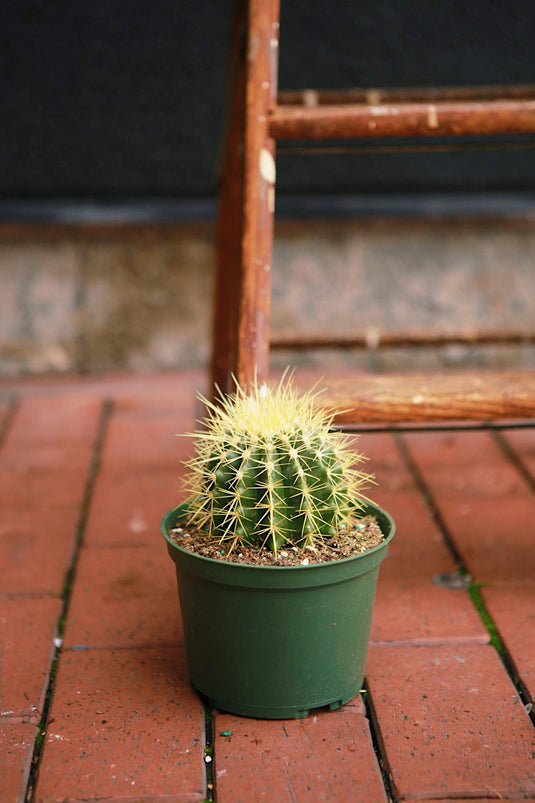 Barrel Cactus