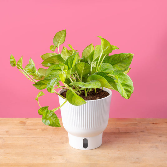 Global Green Pothos