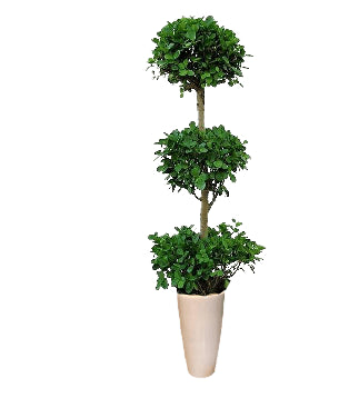 Three-head ficus panda tree in white pot