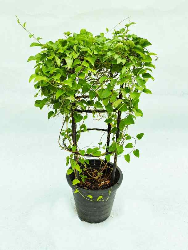 Jacquemontia climber plant in dark gray fabric pot with green leaves