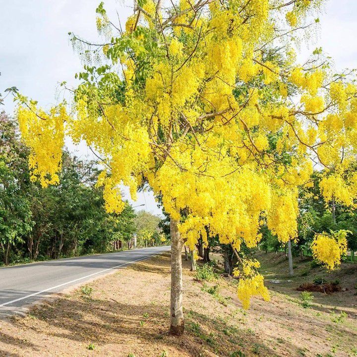 Golden shower tree with dense clusters of bright yellow hanging blossoms