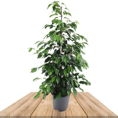 Ficus benjamina 'Holland' in gray pot, upright green leafy tree