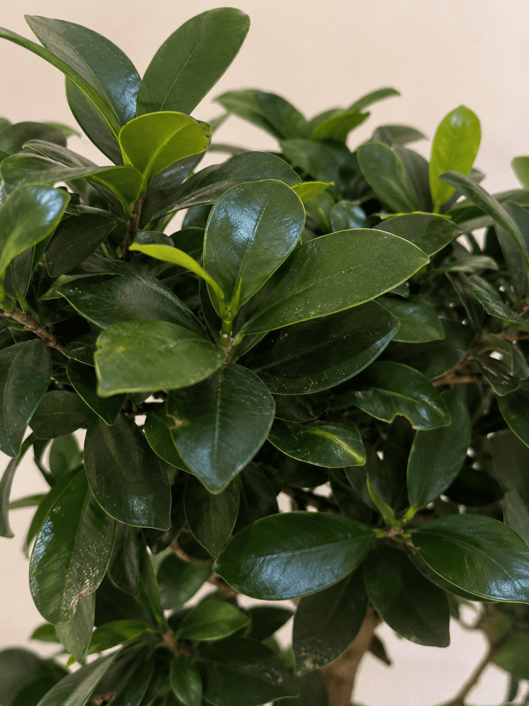 Ficus bonsai foliage with glossy dark-green oval leaves and layered branches