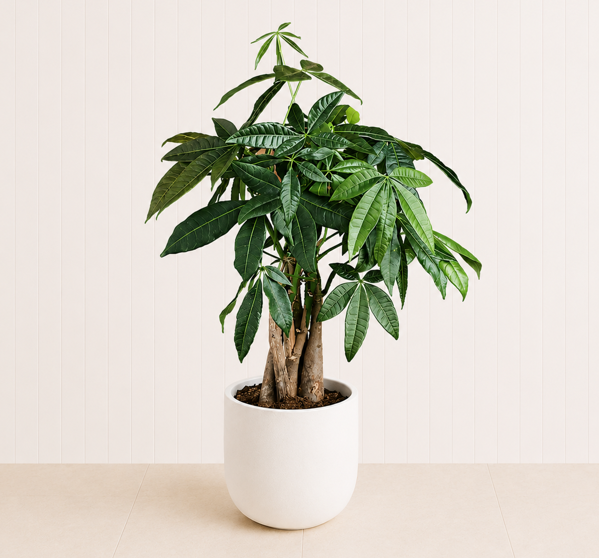 Money Tree / Pachira