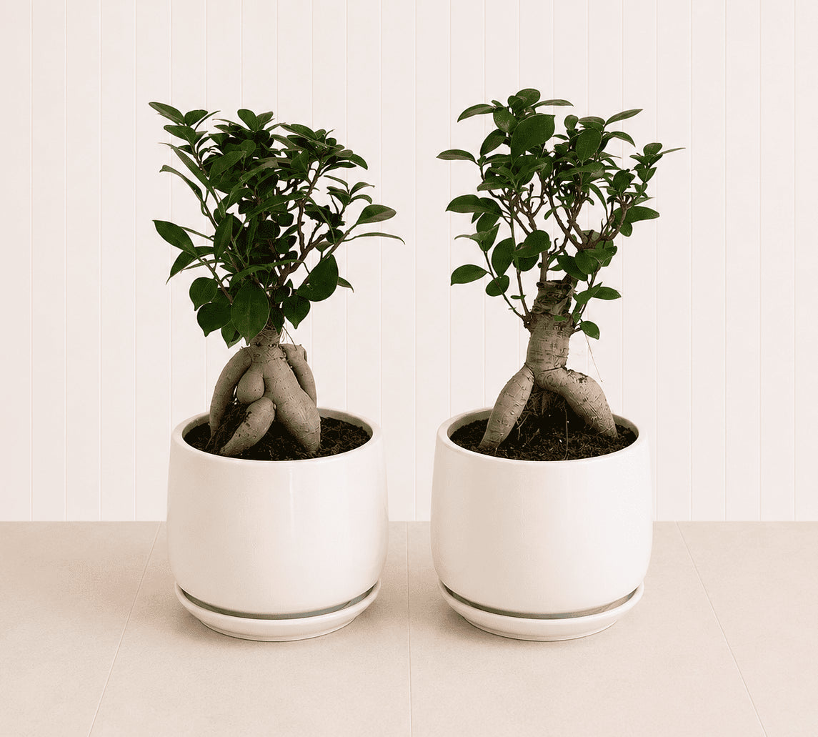 Set of two table bonsai trees in white ceramic pots with dark soil