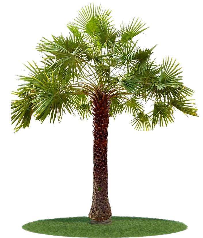 Wax palm tree with green fronds and textured trunk on circular base