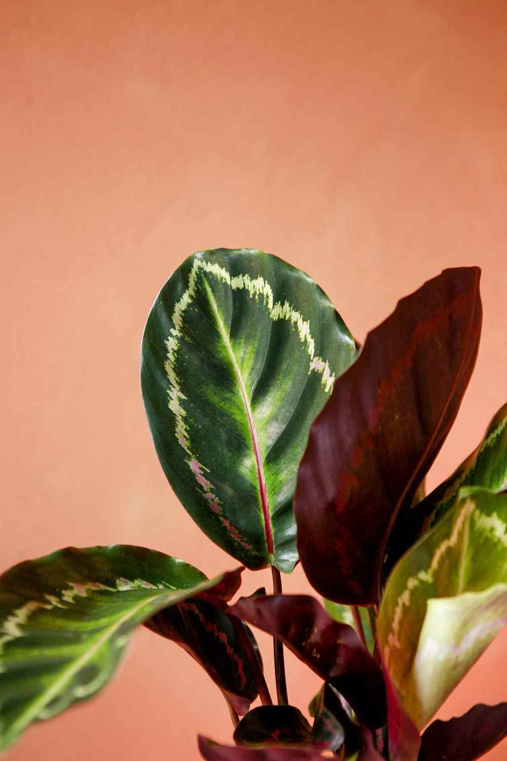 Calathea leaves with green centers, dark purple edges, and visible leaf veins