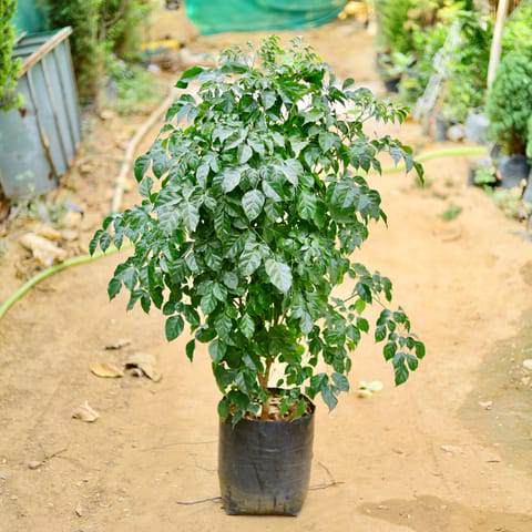 Radermachera sinica thick trunk tree in black plastic pot