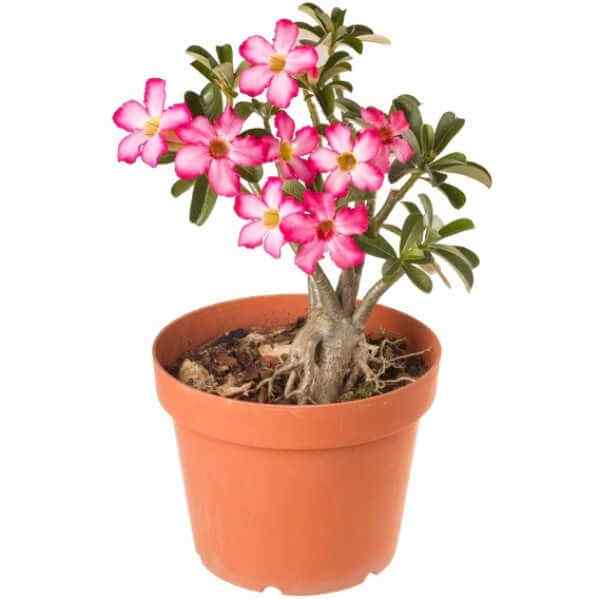 Orange ceramic pot desert rose with clusters of pink flowers and green glossy leaves