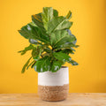 Fiddle Plant