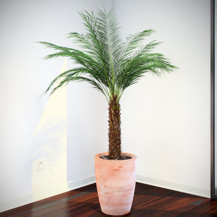 Phoenix palm tree with green fronds in pink pot