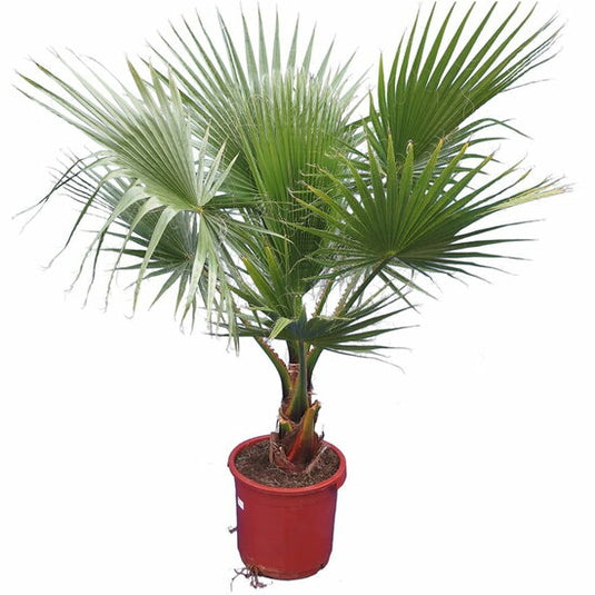 Mexican Washingtonia
