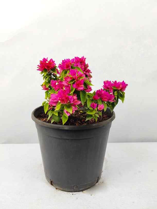 Pink bougainvillea plant in nursery pot with bright fuchsia flowers and green leaves