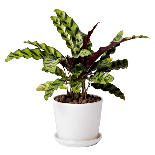 Calathea Lancifolia China