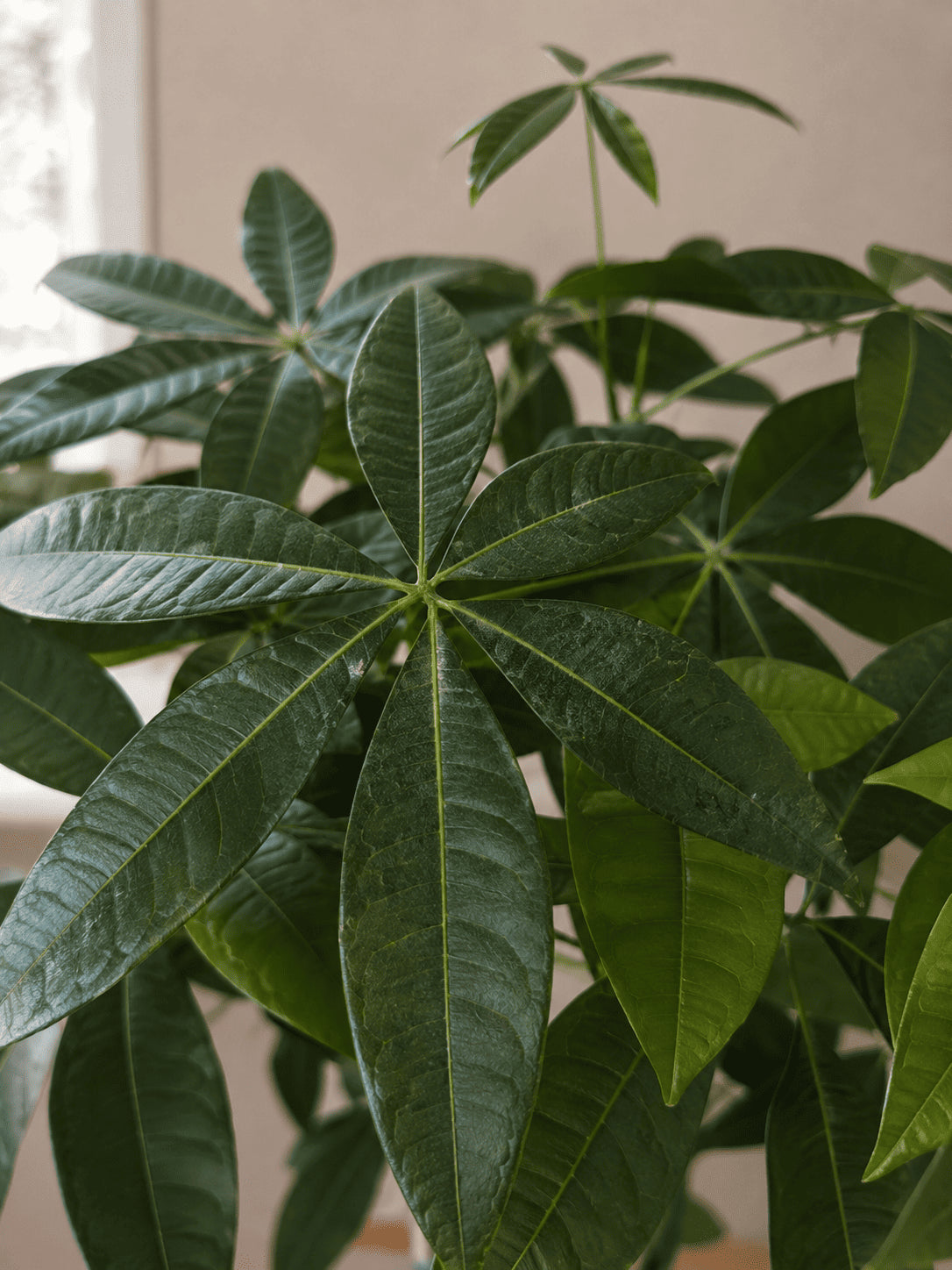 Pachira leaves with glossy green leaflets and prominent vein lines
