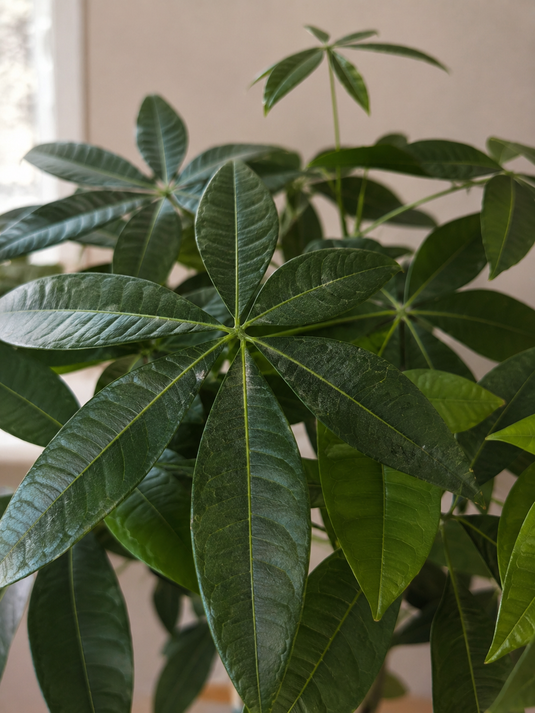 Money Tree / Pachira