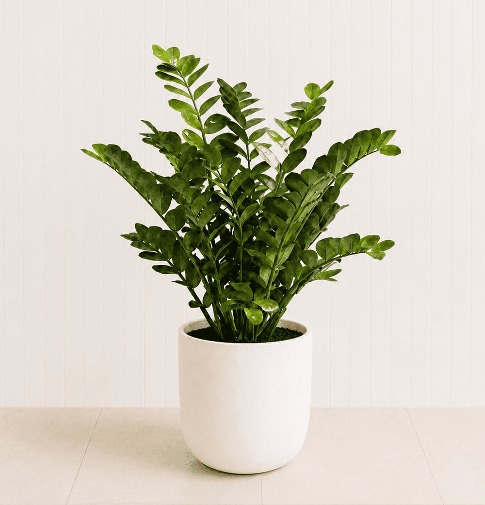 ZZ plant in white ceramic pot with upright glossy green leaves