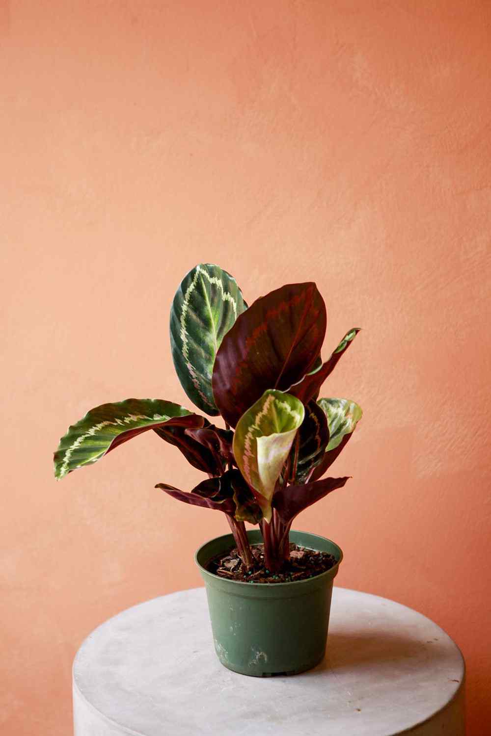 Calathea medallion in green ceramic pot with multicolored striped leaves