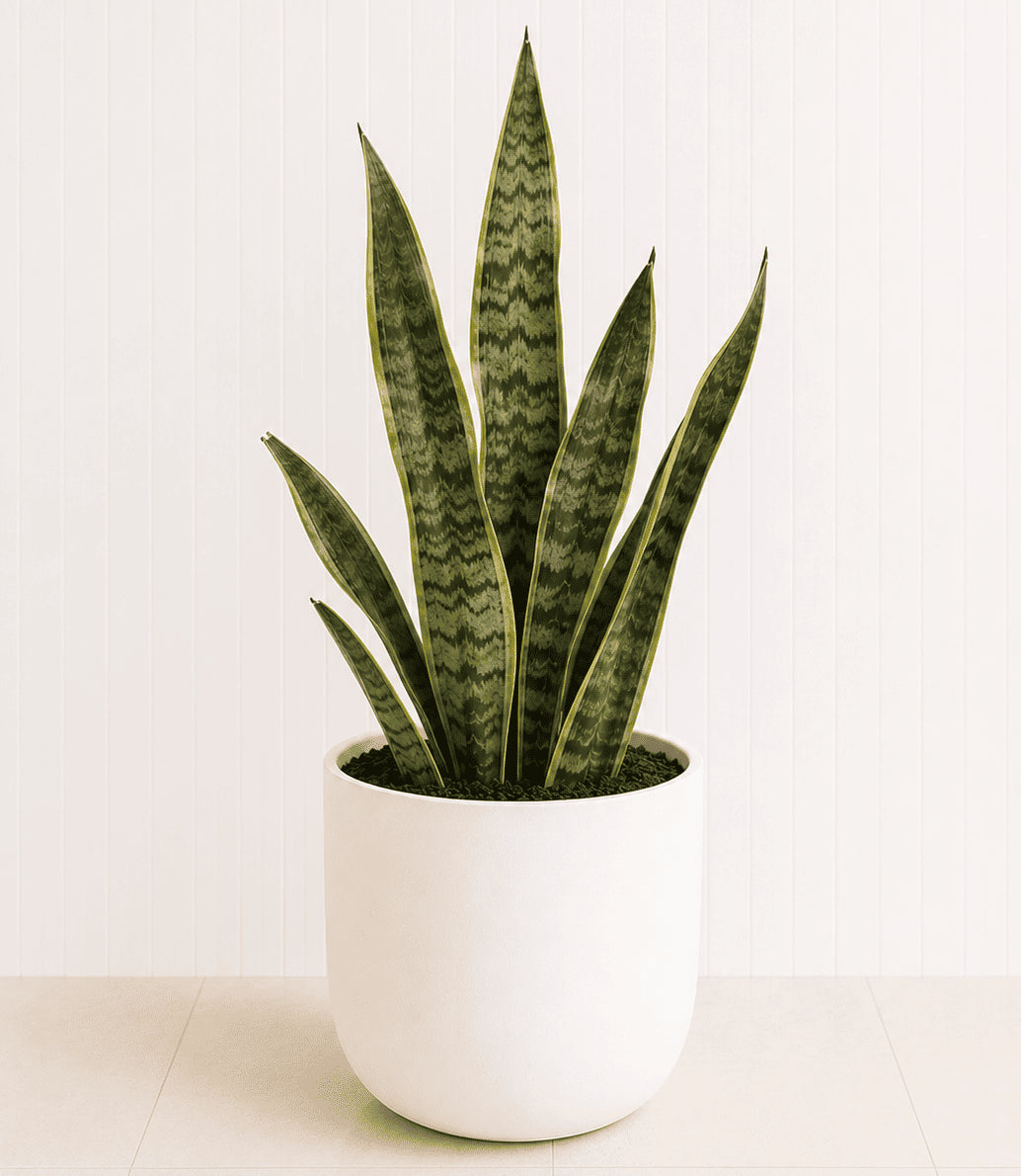 Snake plant in white pot with tall upright striped leaves